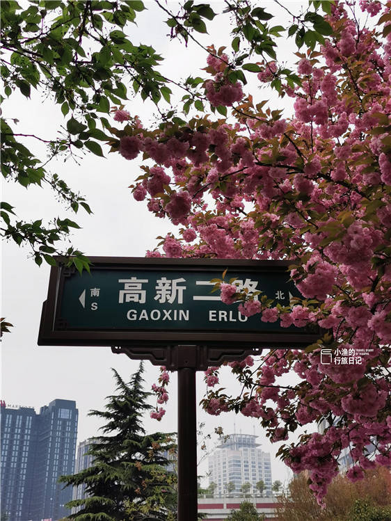 西安的春天，这条高颜值樱花大道的樱花美哭了，你还不来吗？