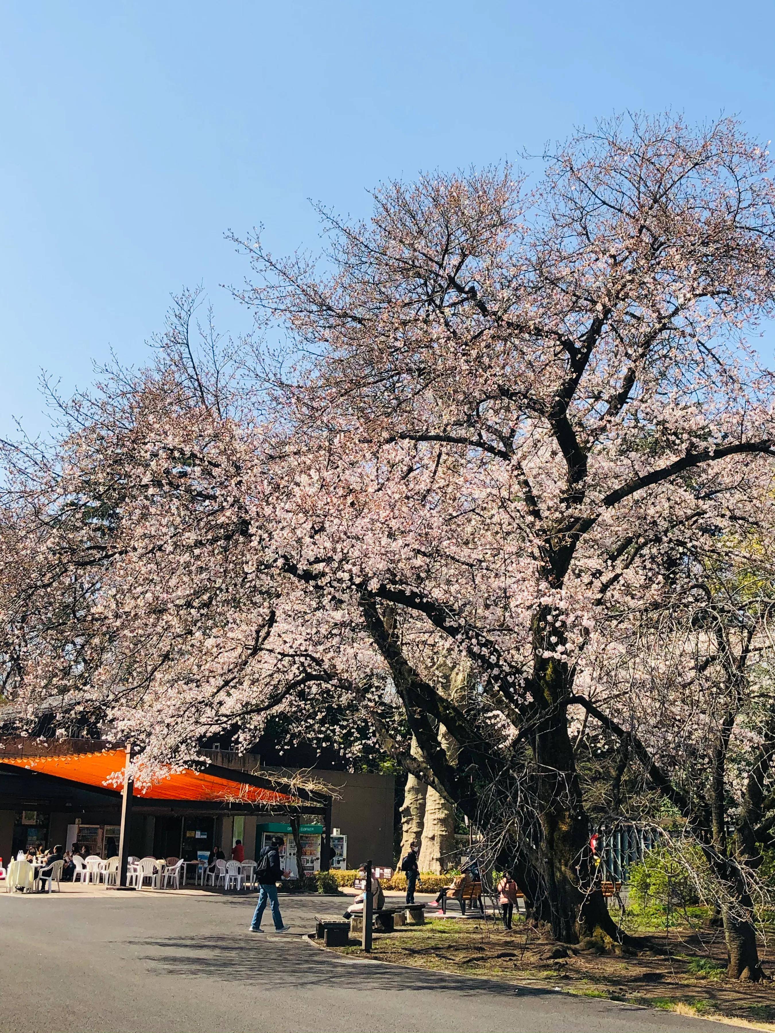 如果在东京只能选一处赏樱花一定是新宿御苑，论大气无樱可比