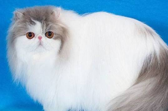 波斯猫产后出现食欲不振 可能是这几种原因 解决办法其实很简单 猫咪