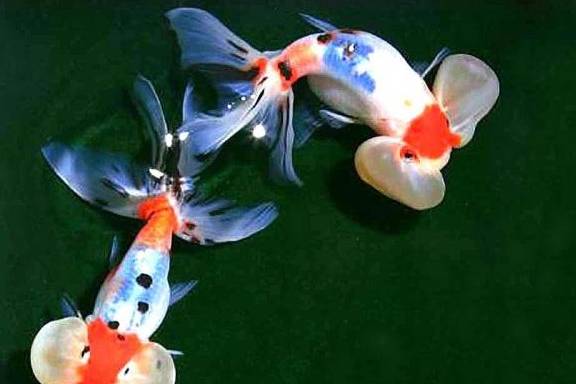 水中氧气对金鱼来说至关重要 那么氧气是怎么来的呢 反应