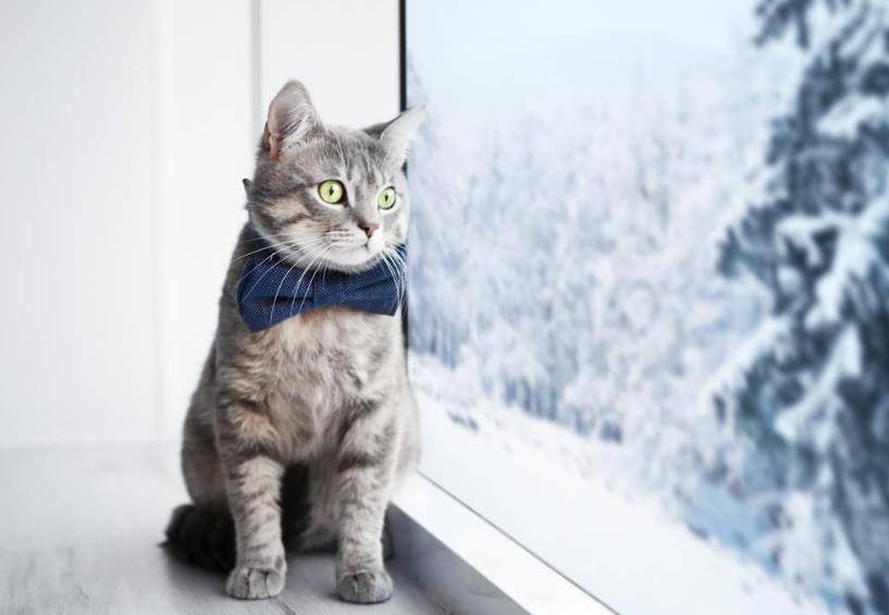 幼猫猫粮怎么买 633f495664a5483fbe89766d6d522707.jpeg