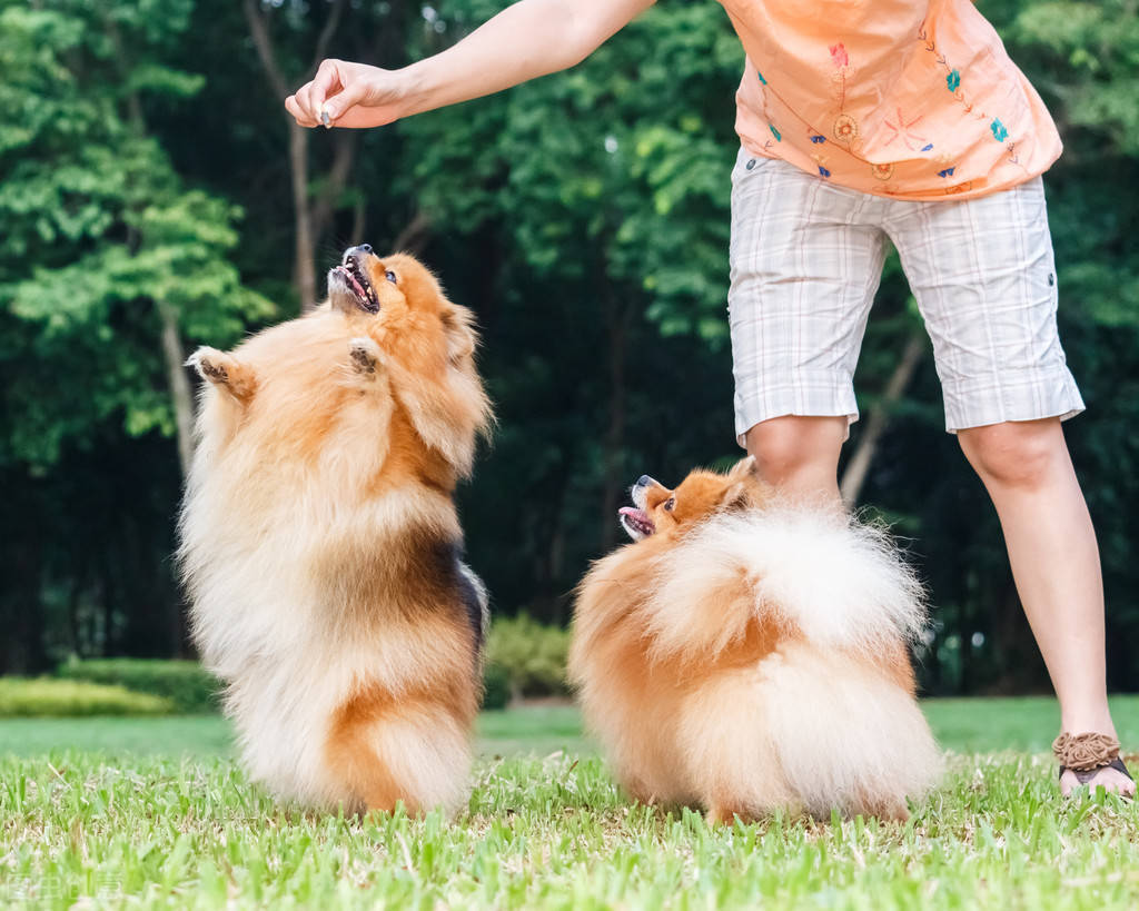 博美犬训练图片