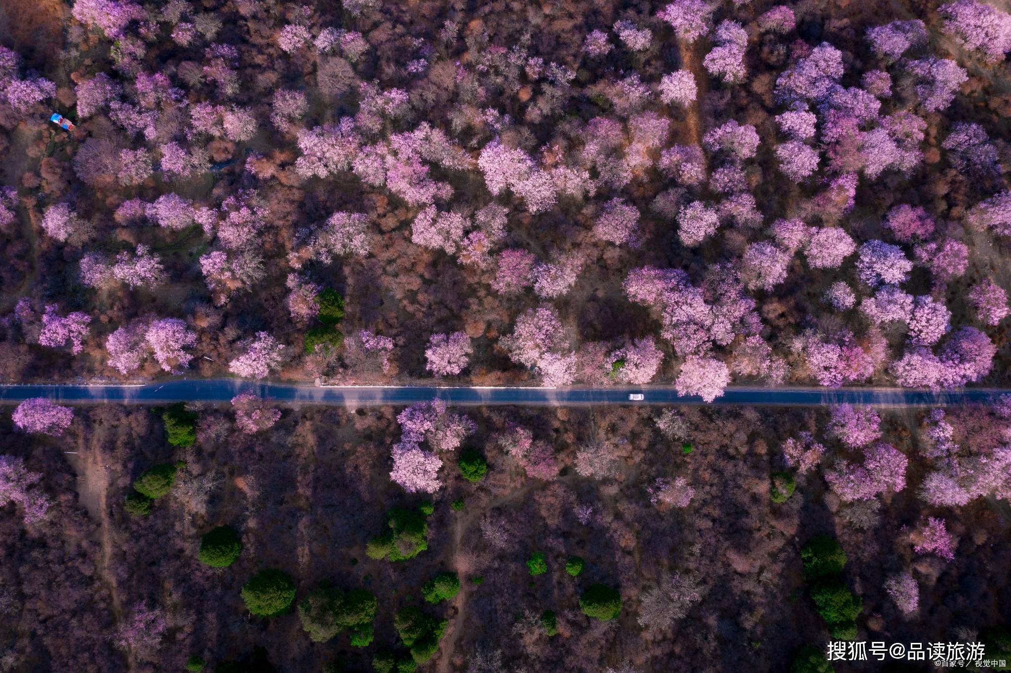 北碚哪里可以看花？这五处地方，是重庆春季赏花的好地方