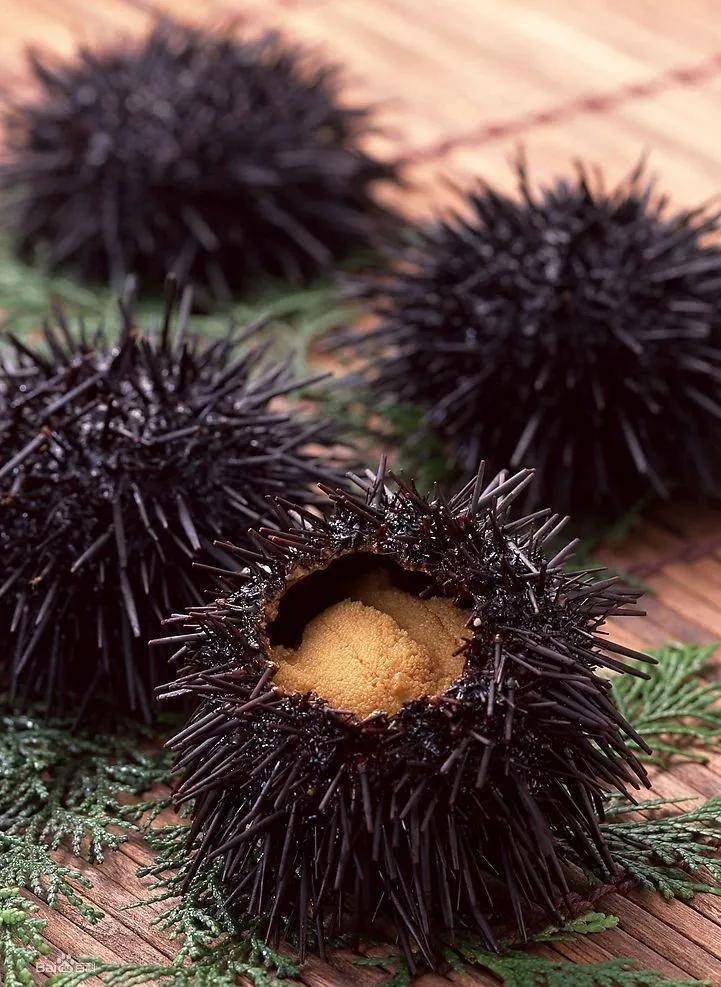 两千多年前,亚里士多德就曾在《动物志》称海胆为"亚里士多德提灯".