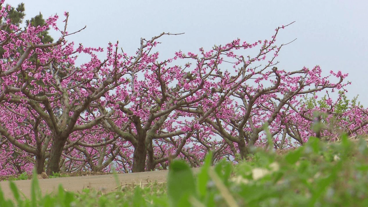 方城县袁店回族乡：春到桃花开