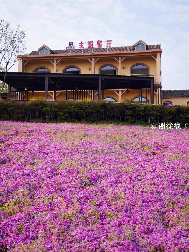 南京江宁有一个宝藏景点 超适合情侣旅游 有“法国普罗旺斯”之称