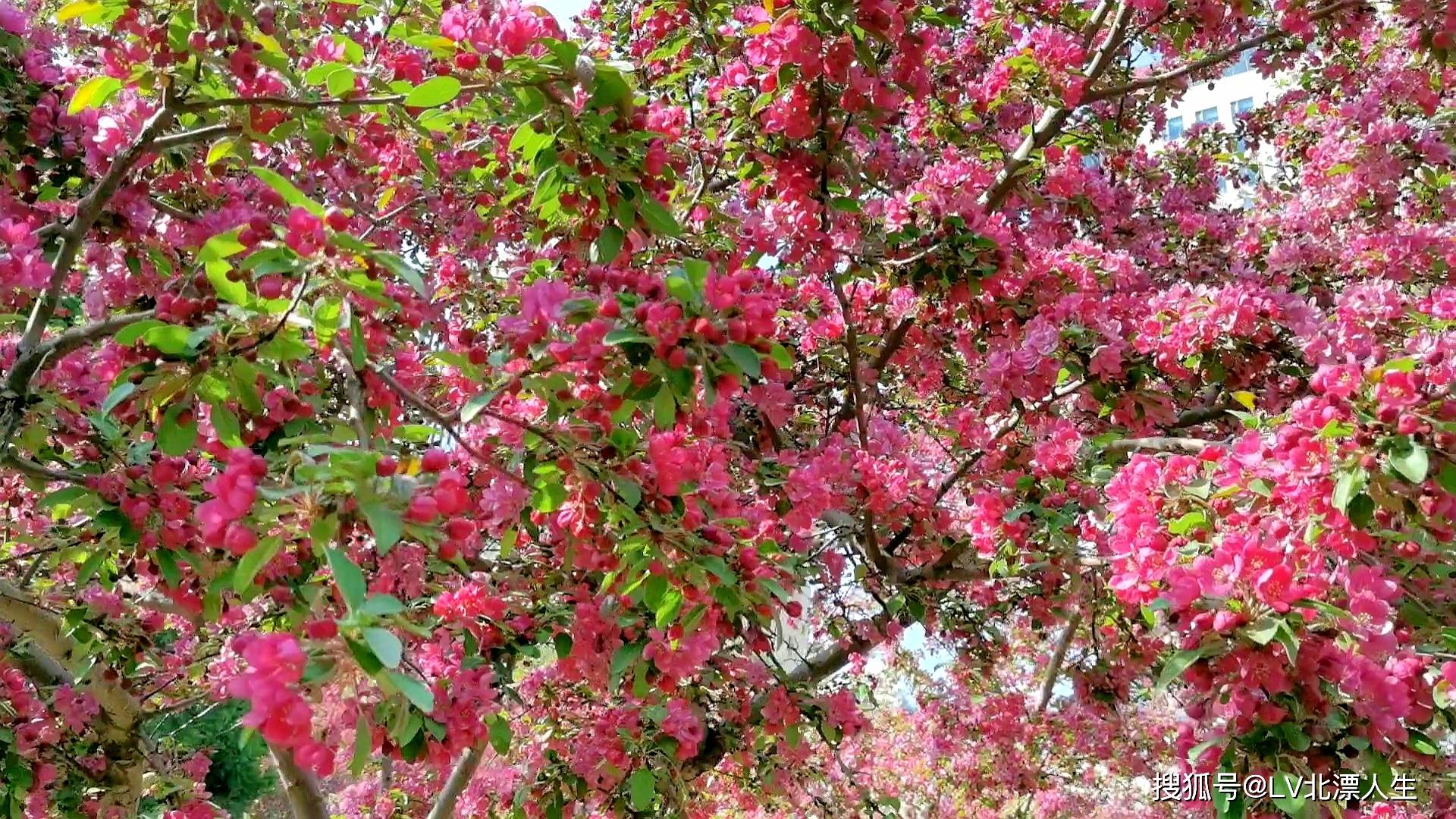 元大都公园海棠花溪之二，海棠花争奇斗艳， 魅惑众生，22种海棠品种配图