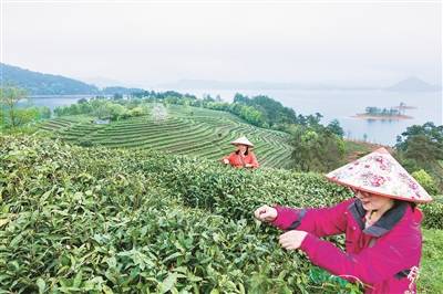 绿水青山茶香伴人游 淳安首次发布千岛湖茶旅地图