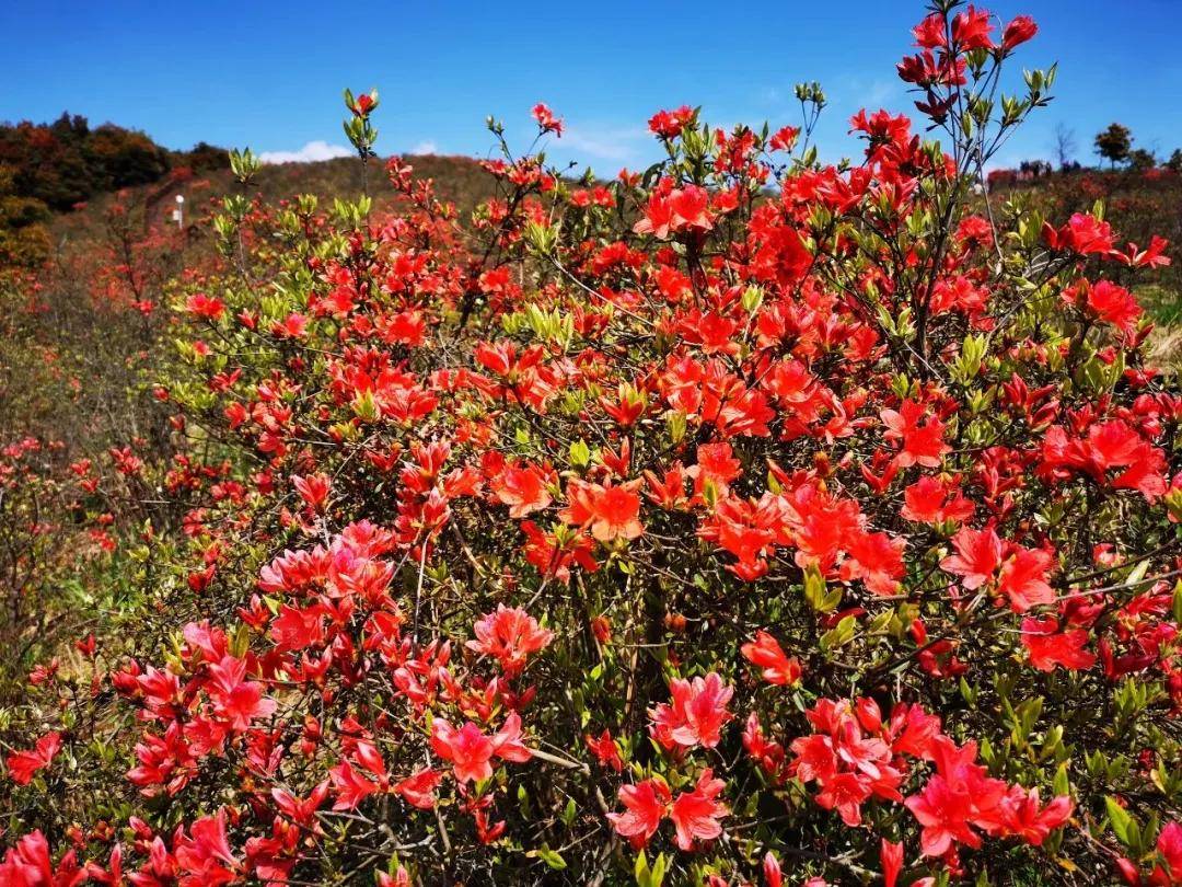 温州这几处杜鹃花已然盛开在醉美的四月天错过待来年