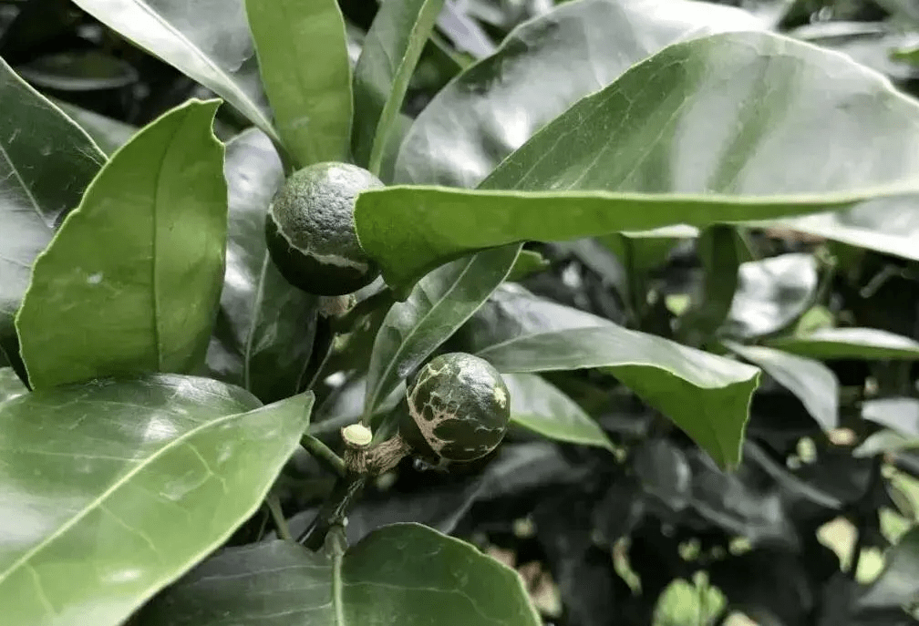柑橘护果关键时 谢花后需要防治哪些害虫 危害