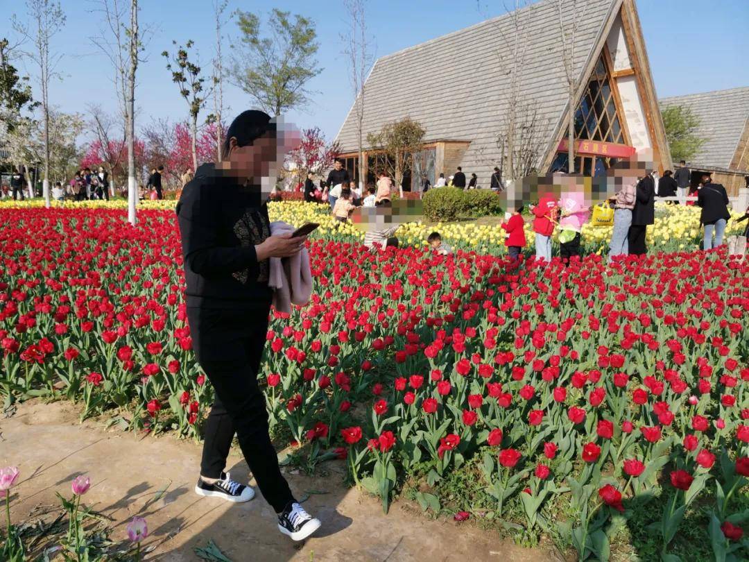 清明，商丘汉梁文化园的郁金香“哭了”：花开的时候，您别再来看我…