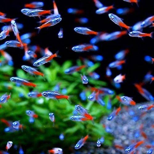 饲养灯鱼的光照、换水要点及混养建议你知道吗？
