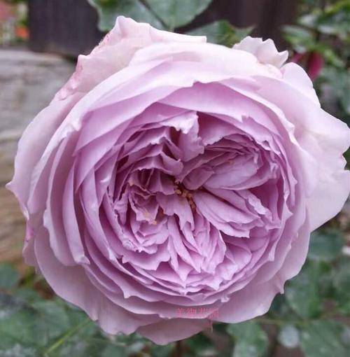 推荐10款蓝紫系月季,仙气十足,总有一款是你喜欢的