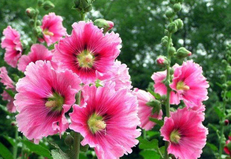 香味宜人的4种花 现在正是盛花期 开花清新又漂亮 蜀葵