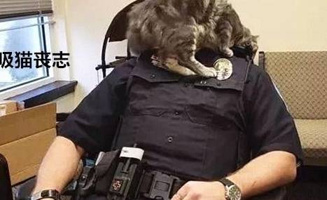 流浪猫误入警局，不料被招安成警猫：某部动画可以出续集了_猫咪