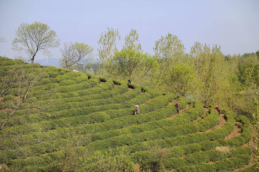 河南万亩生态茶园是啥样?商城县新媒体带你瞧一瞧_乡村