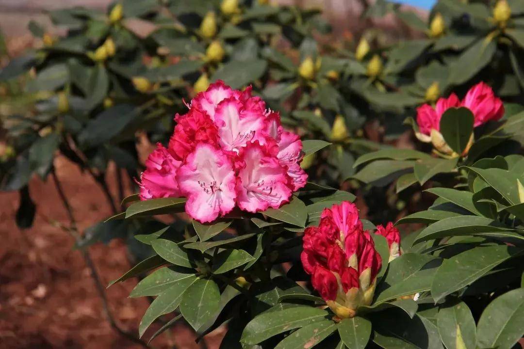 3月25日至5月5日 凉山西昌第二届索玛花展来啦_邛海