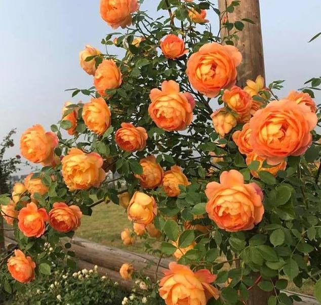 6a572620db4844a48a9995d644c7e2f4.jpeg