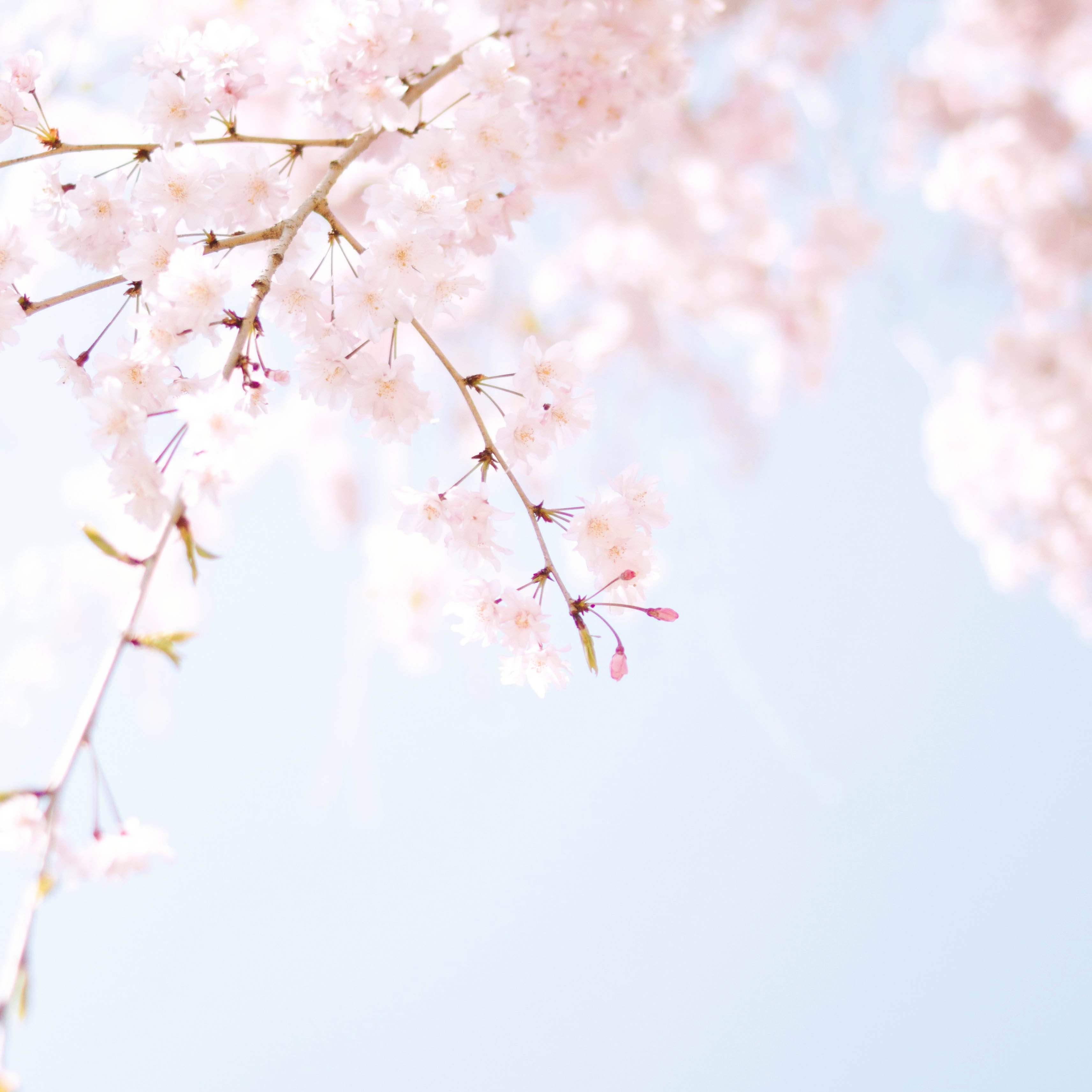 青岛西海岸“花动全城”春季文旅营销大会顺利举行，春日之旅提上日程！