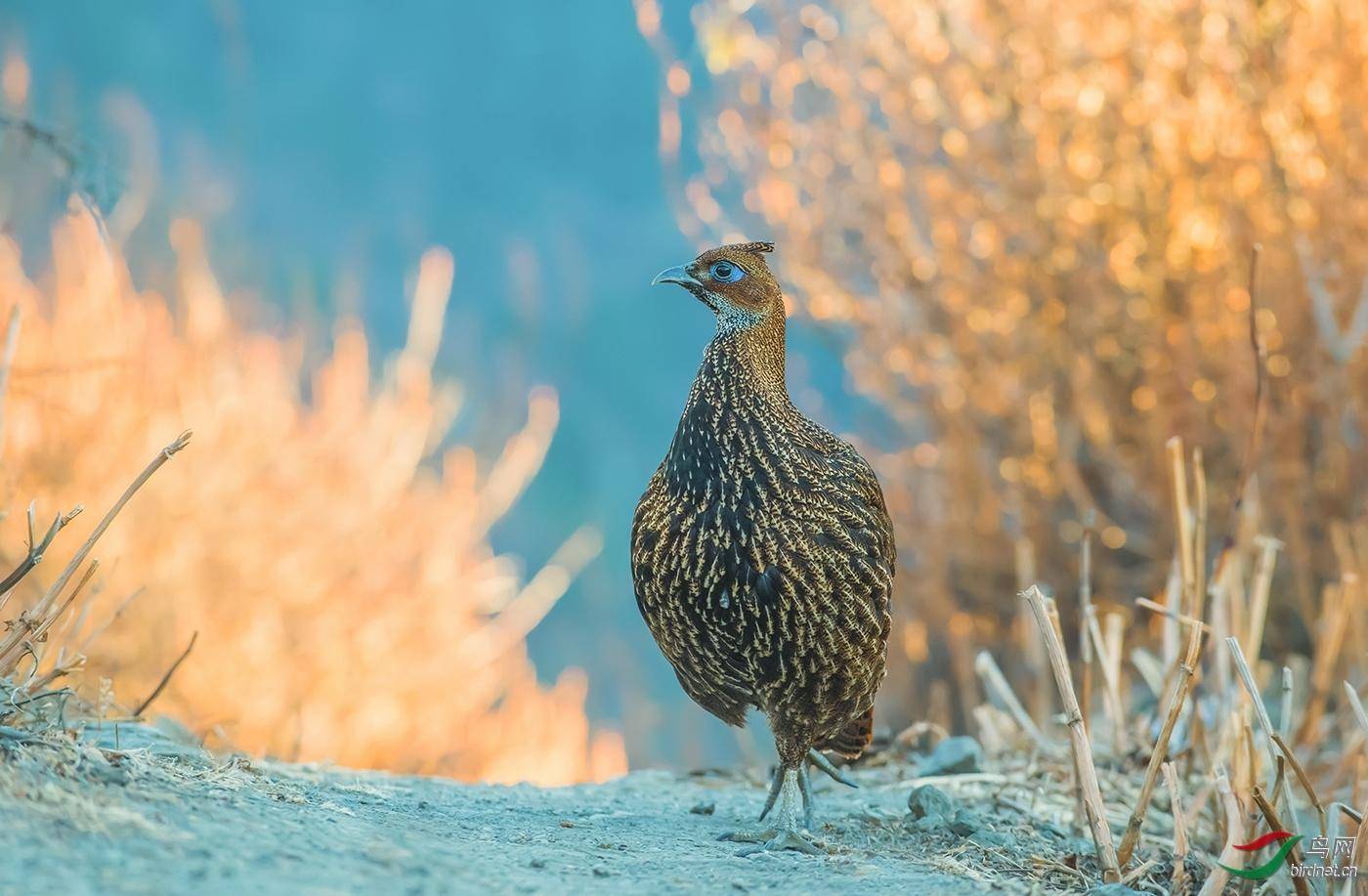 尼泊尔国鸟中国一级保护动物为什么说这一辈子你都见不到它