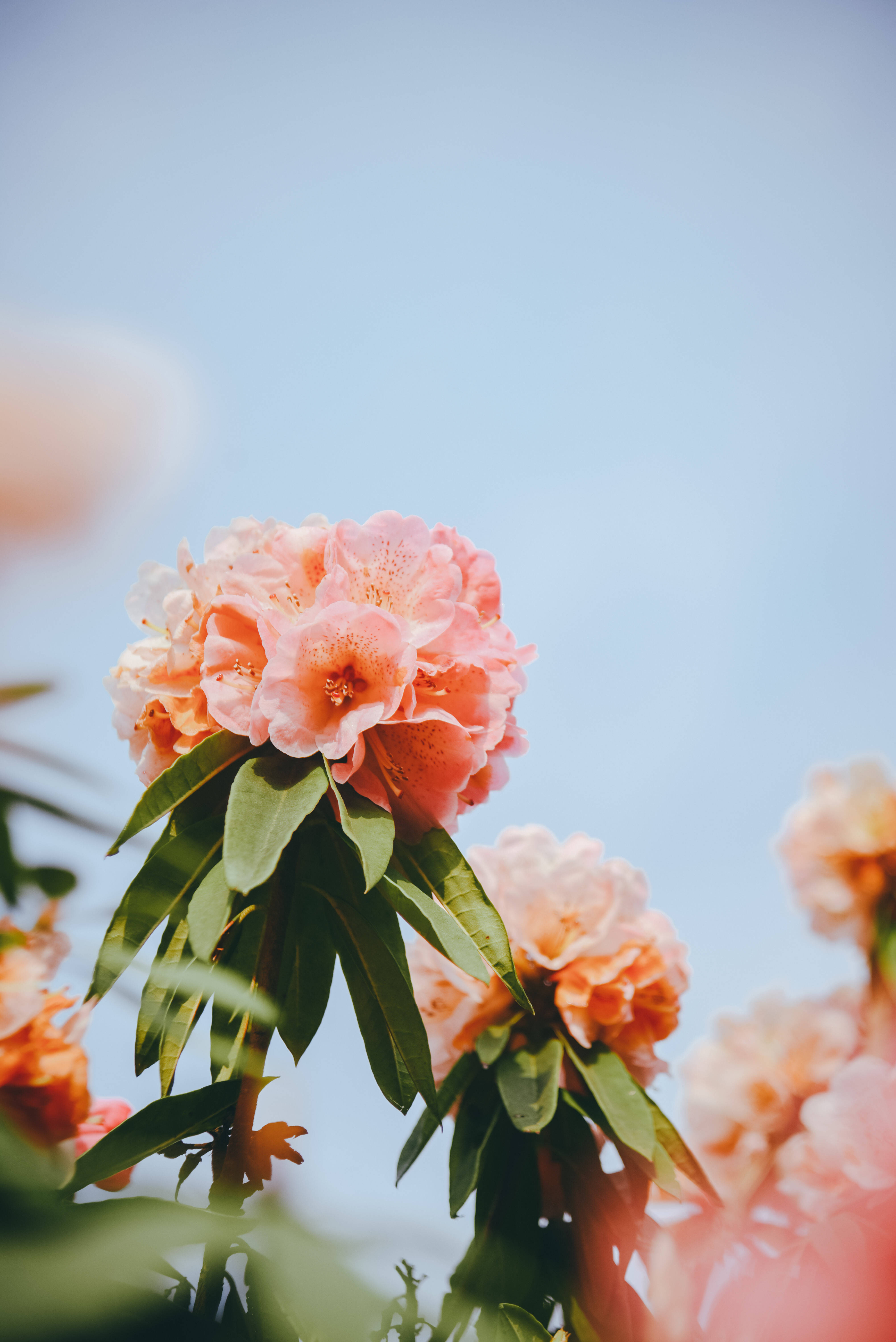 贵州赏花,保姆级攻略,带你玩转世界上唯一的杜鹃花国家森林公园