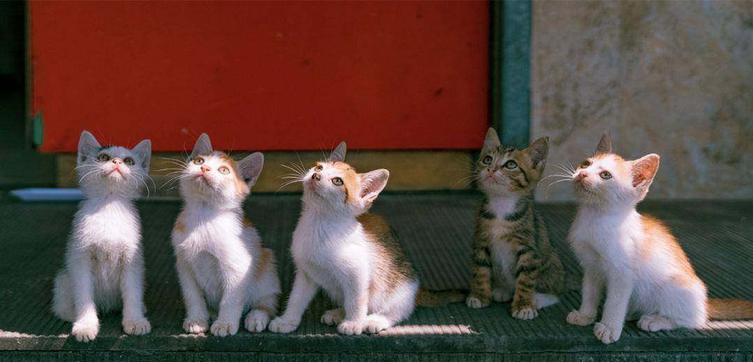 白猫排名_二哈和他的白猫师尊