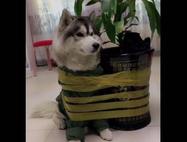原创二哈在家欺负猫咪,被主人用胶布缠身,绑在花盆上!