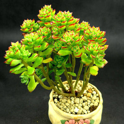 多肉叶插多久可以长成一株 6df18b9d899541199565aa67c938ae4b.jpeg