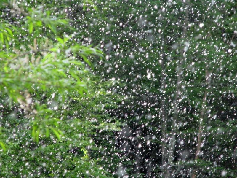 杨柳絮飞舞 交警教你如何"躲毛毛"_影响