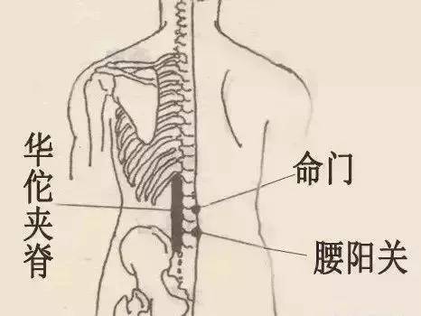 腰和肾的位置图 图解图片