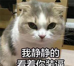 歪头猫表情包 df6da80512e745729a6fd340d01a8d2b.jpeg
