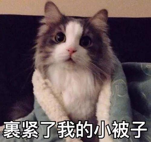 猫咪害怕鞭炮声该怎么办 声音