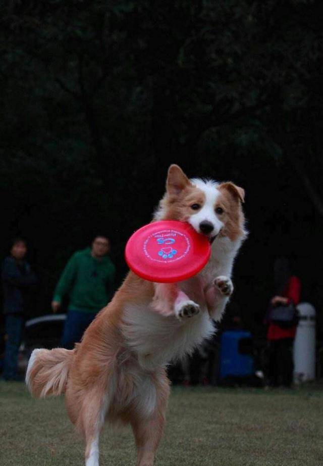 智商排名第一的狗_狗智商排名