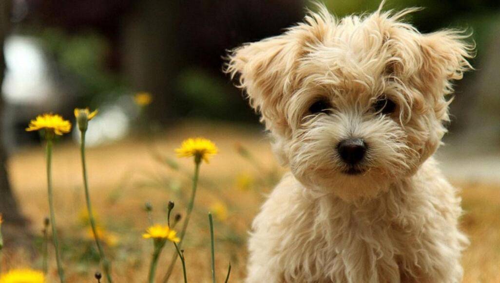 狗狗毛发黄怎么补救 3d5331f6eaba4403b5f02a5d16731e6e.jpeg