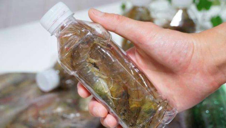 把虾放瓶子里冷冻放一年都新鲜尝试过后后悔死了