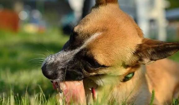 狗为啥不能吃熟骨头 d763680d6abb4fd5adf0bc4d4f4137a8.jpeg