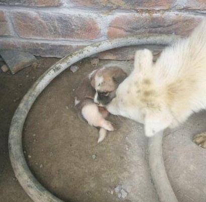 狗为啥不能吃兔子肉 0bc29310f8c04a98b3b0bc232e4ec06c.jpeg