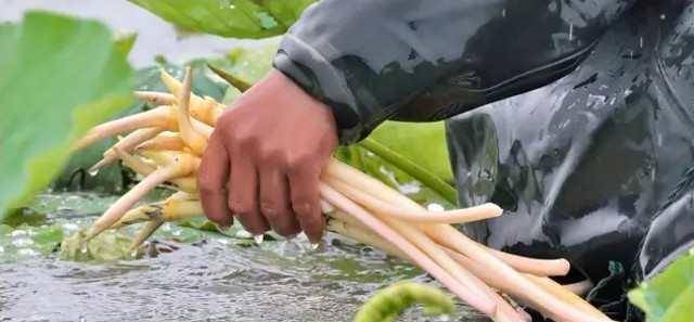 什么时间种植洋葱苗合适 8a0f33d5c4e64ce688346be2264bcacc.jpeg