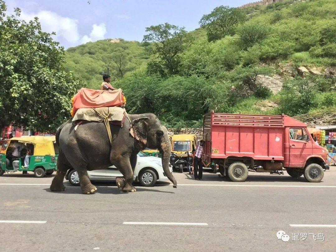芭堤雅失业大象准备徒步500公里返乡，泰国好心人不忍捐助路费