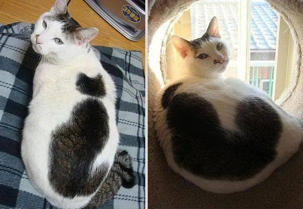 猫咪身上图案大赏,10只上天赋予超酷图案的猫咪.