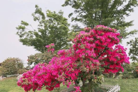 一年四季都可以赏花的无锡九龙湾小镇，详细攻略这篇文章都有