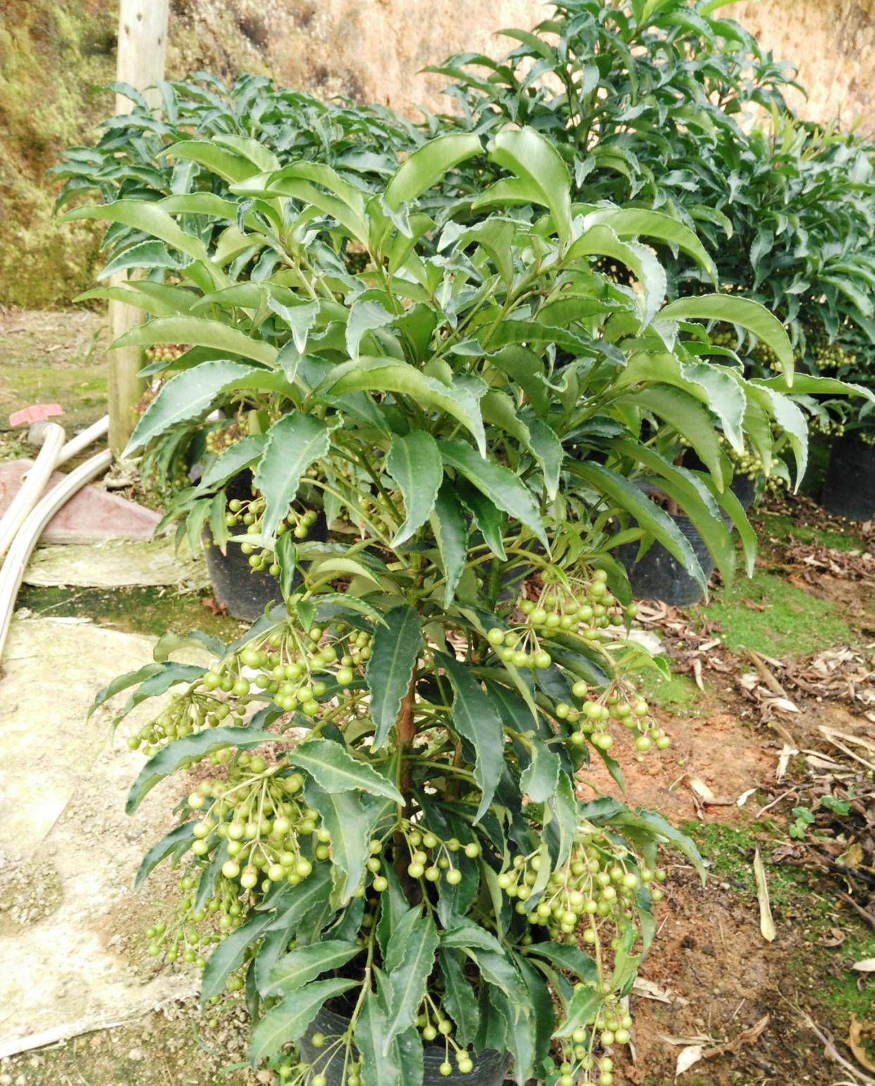 结束语如今,黄金万两在城市里已经大量地用于一些高端的园林,庭院之中