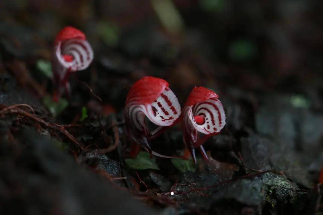 记录大山这个腾冲人拍到了高黎贡山310种鸟100种蝴蝶
