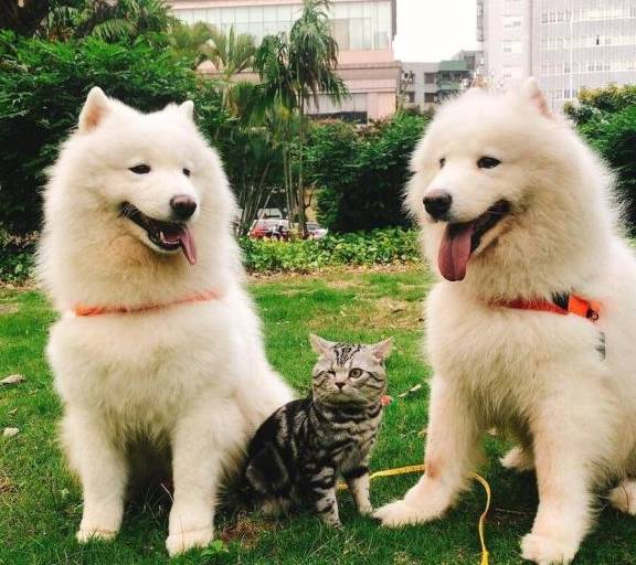 猫咪把两只大狗当成了自己的兄弟!猫的反应……太有爱了笑喷!