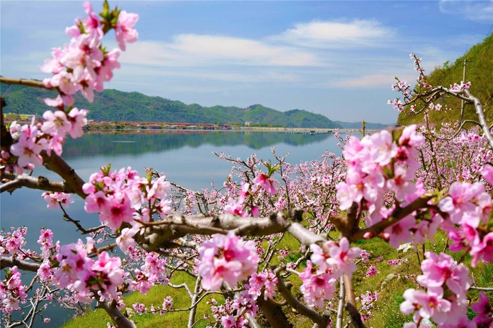 河口桃花节图片