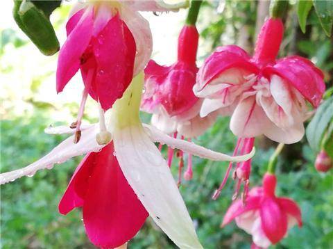 养倒挂金钟,学会1招,开花不断,满枝挂满"灯笼花"