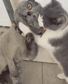 宠物也能使用紧急避孕药吗