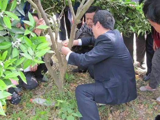 柑橘环割是大事,如何割?失误怎么补救?_保果