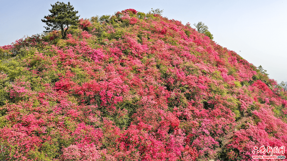 杜鹃花开黄狮寨