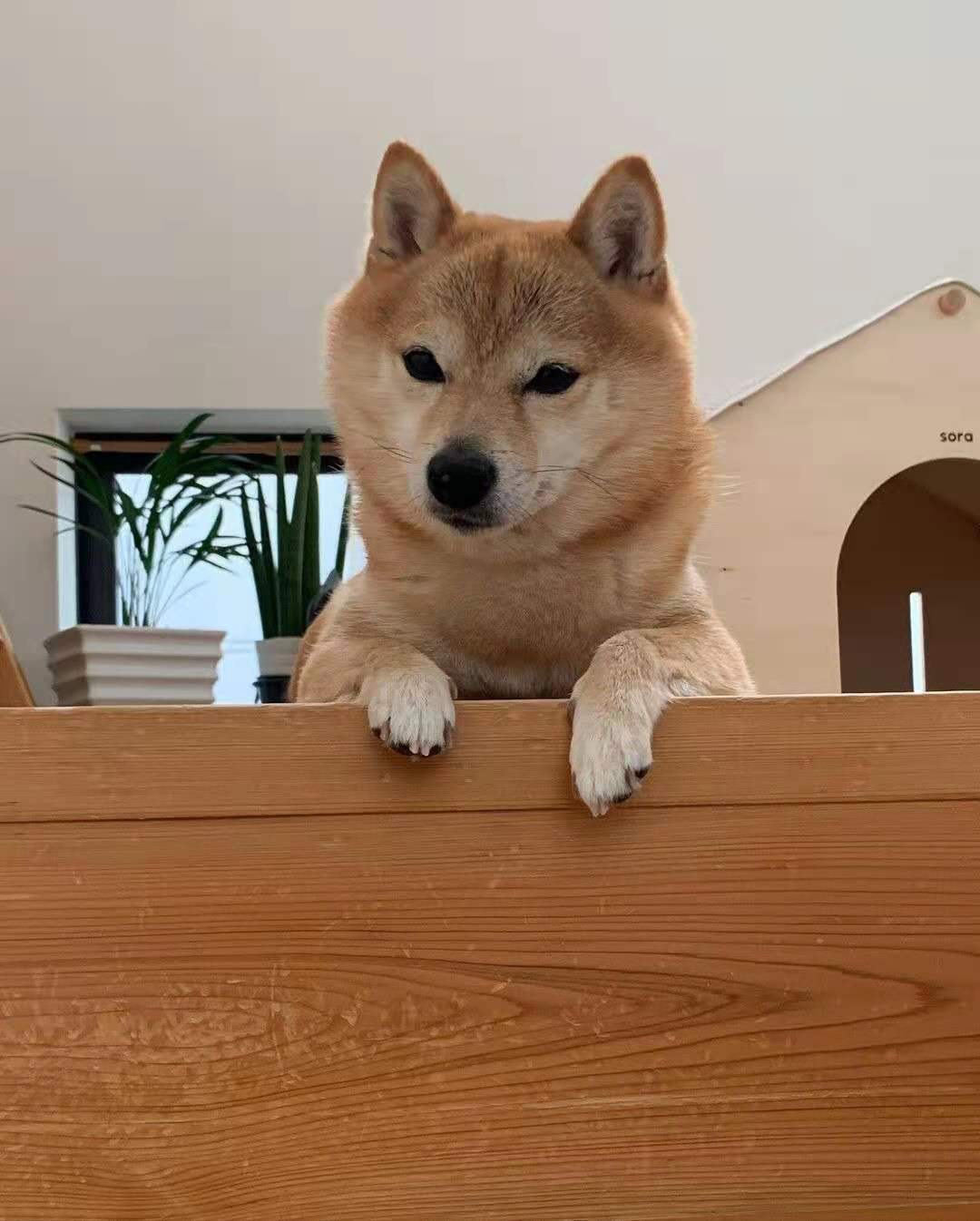 新手养柴犬是公犬好还是母犬好 公母优缺点大公开 脾气